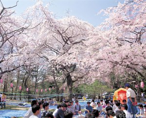 hanami