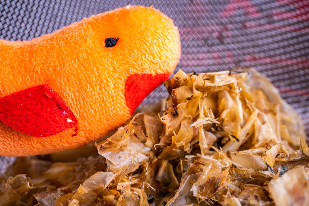 shrimpy posing with the strained katsuobushi