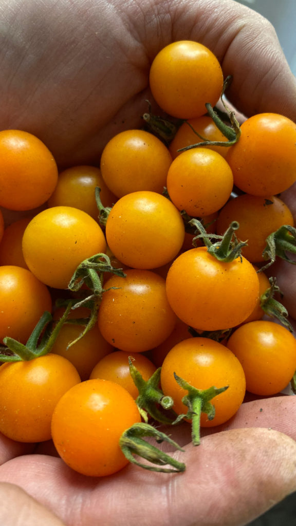 hands holding orange cherry tomatoes