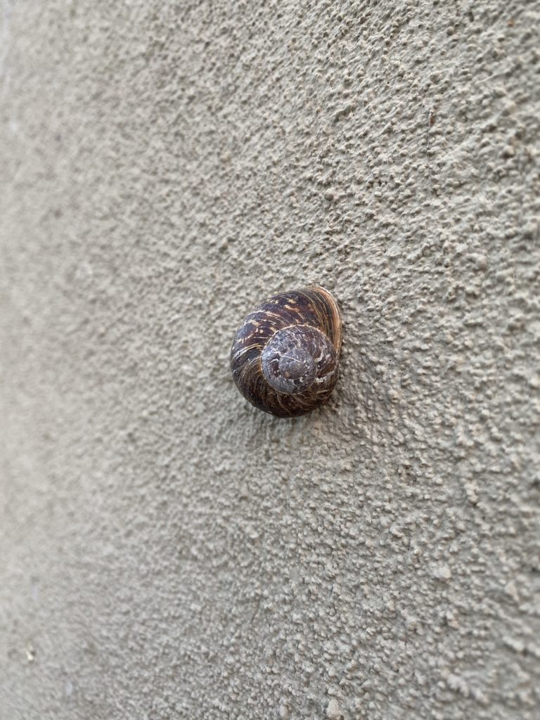 snail on a wall