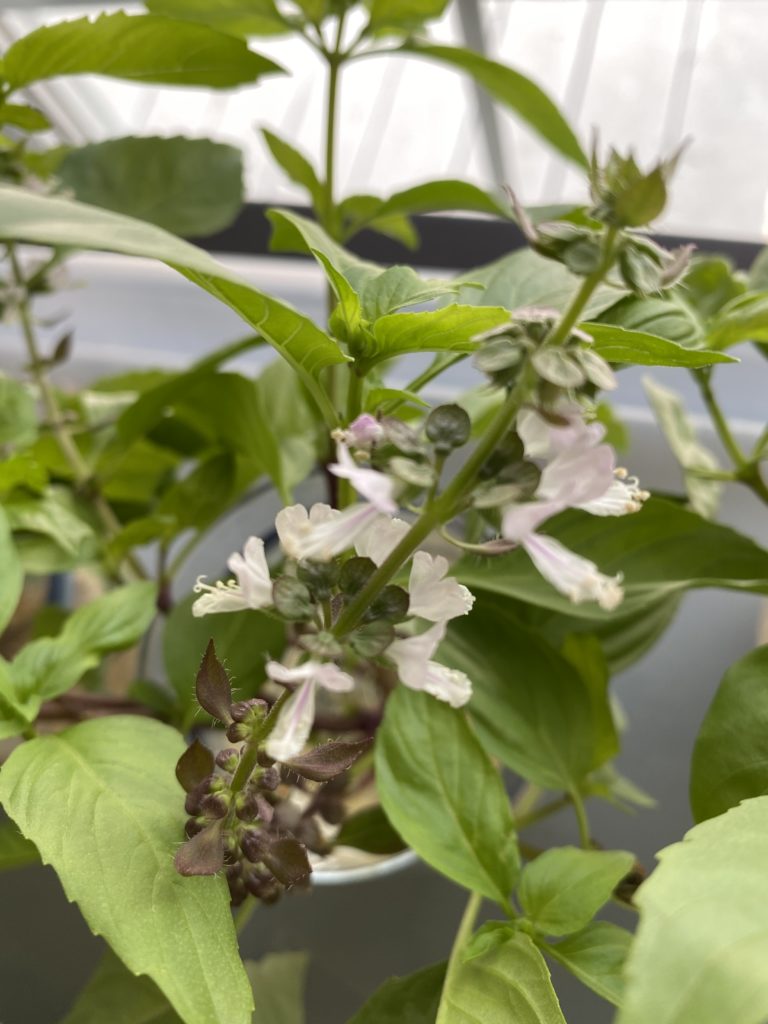 thai basil with flowers
