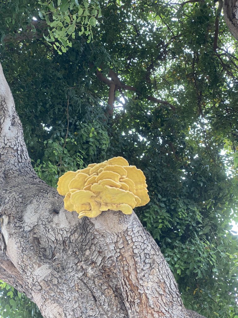 a yellow mushroom growing in a tree