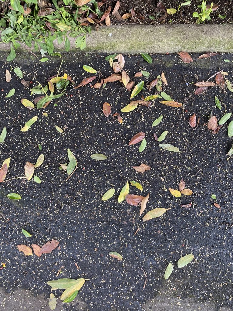 damp ground covered in leaves