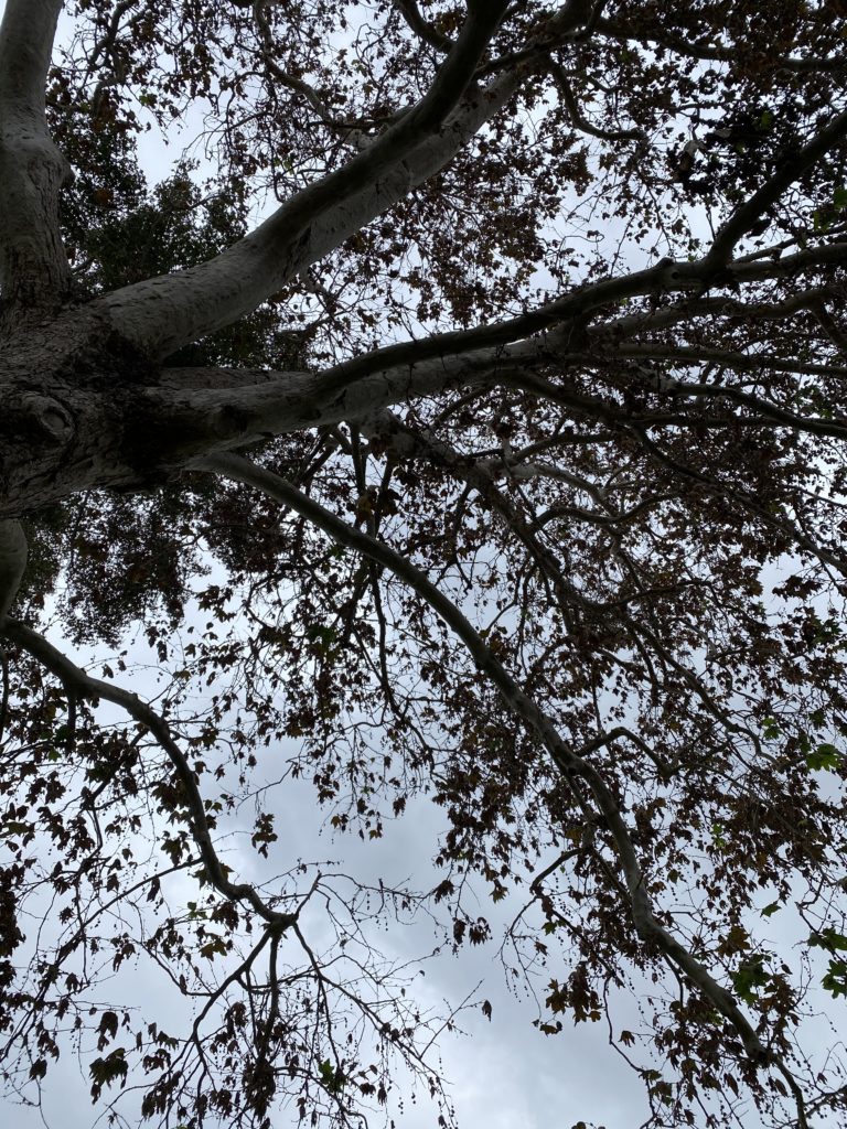 tree silhouetted against a grey sky