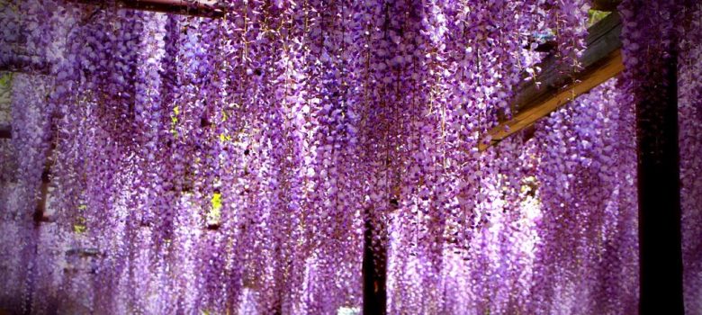 Wisteria Flower Festival