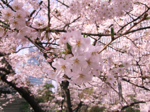 hanami