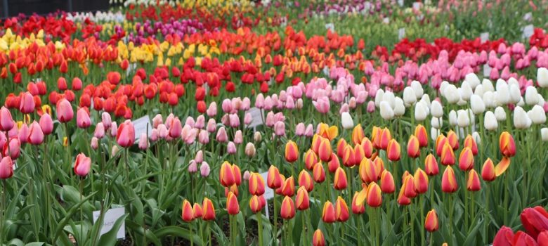 Tonami Tulip Fair