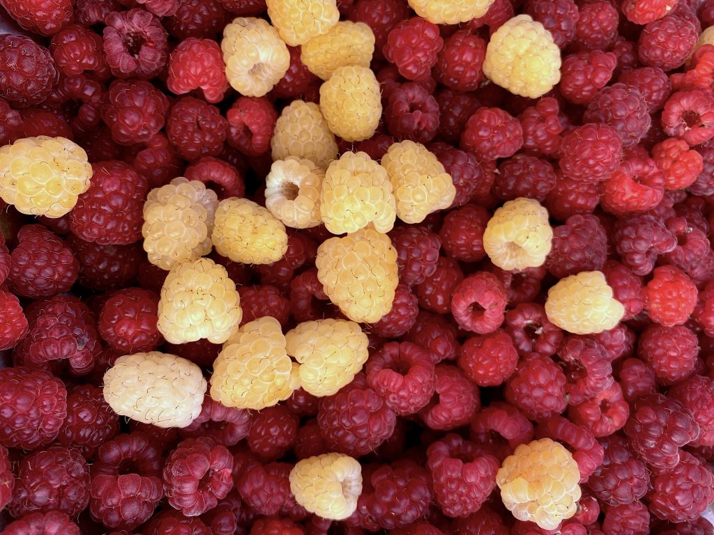 Home Grown Raspberries