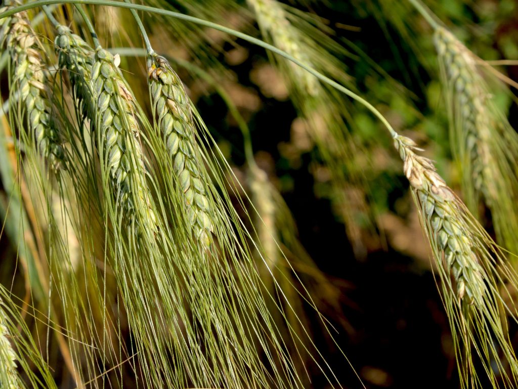 Wheat