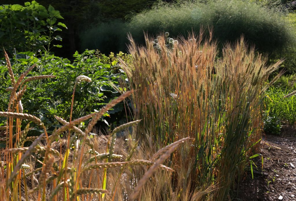 Wheat Stalks